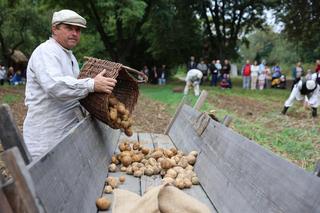 Wykopki kartoflane 2023 w lubelskim skansenie