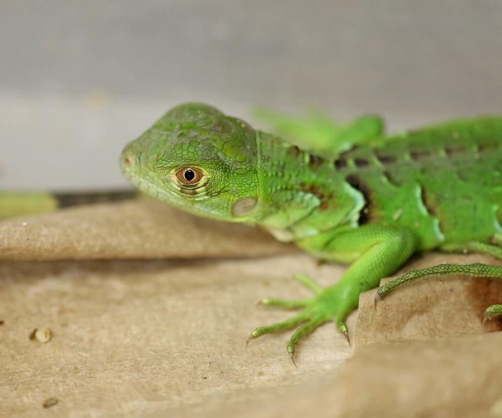 Kolejny cud narodzin w Śląskim Ogrodzie Zoologicznym. To prawdziwy baby boom!