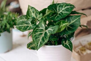 Rośliny do ciemnego mieszkania