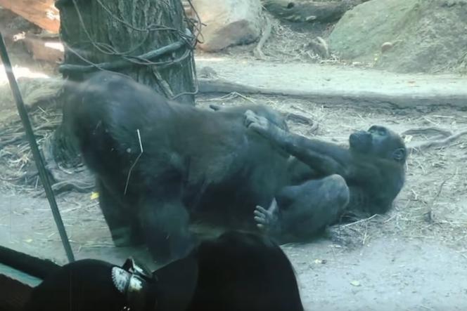 Goryle w zoo uprawiały seks oralny - zostały gwiazdami internetu