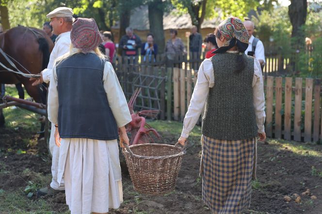 W skansenie w Lublinie pokazali, jak dawniej wyglądały wykopki kartoflane