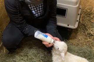 Zostałem mamą Henia