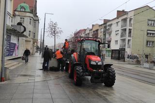 Przesadzanie drzew z betonowych donic