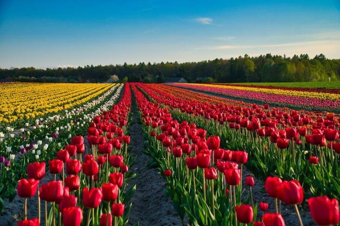 Tulipany w Świętokrzyskiem