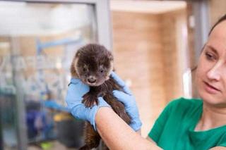 Wydra Wika zgubiła mamę