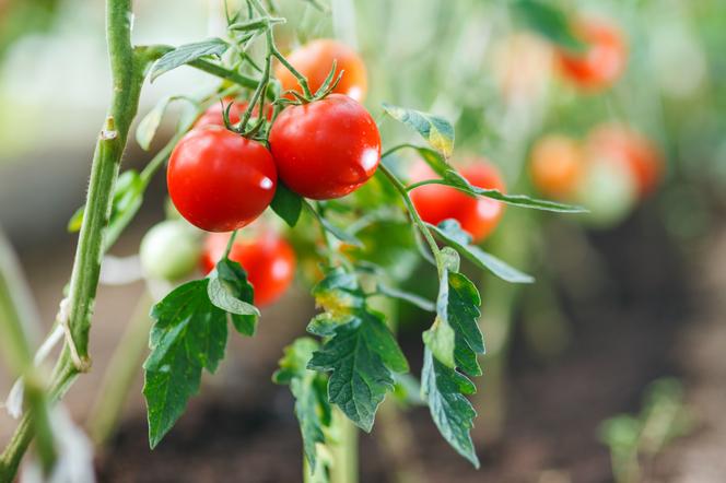 Dlaczego liście pomidorów się zwijają? Możliwe, że popełniasz te błędy 