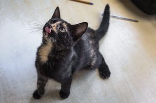 Tak dużo kotów dawno tam nie było. Schronisko w Henrykowie koło Leszna zaprasza na dni otwarte [ZDJĘCIA]