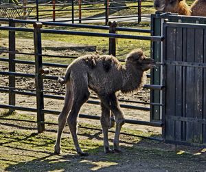 Ach wiosna! W chorzowskim zoo urodził się wielbłąd Franek