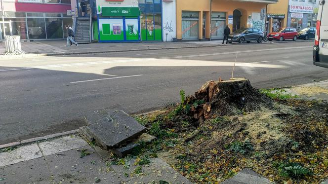 Z alei Wojska Polskiego wycięto kilkanaście drzew