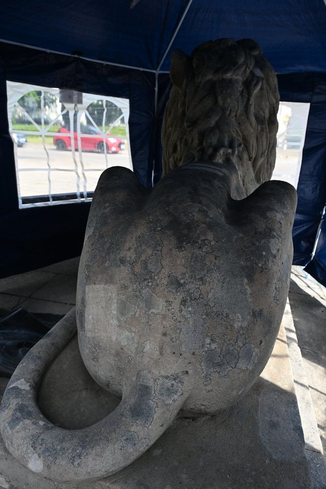 Renowacja koszalińskich lwów