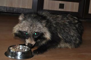 200 KLESZCZY JENOTA.