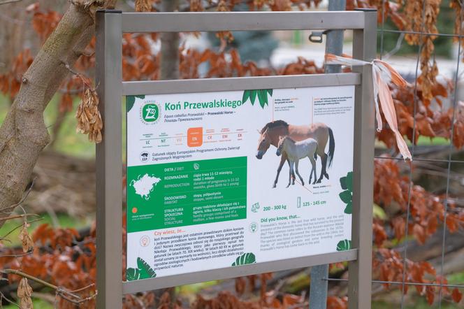 Klaczka konia Przewalskiego z matką Pimą w warszawskim ZOO