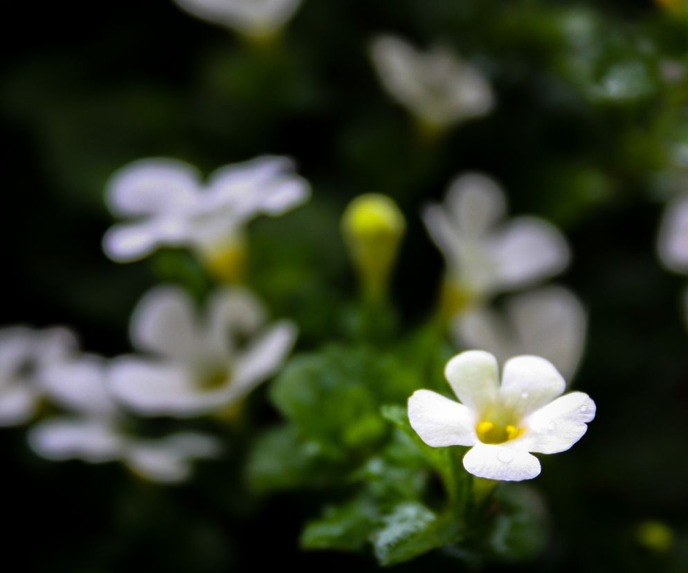 Brahmi (bakopa drobnolistna)