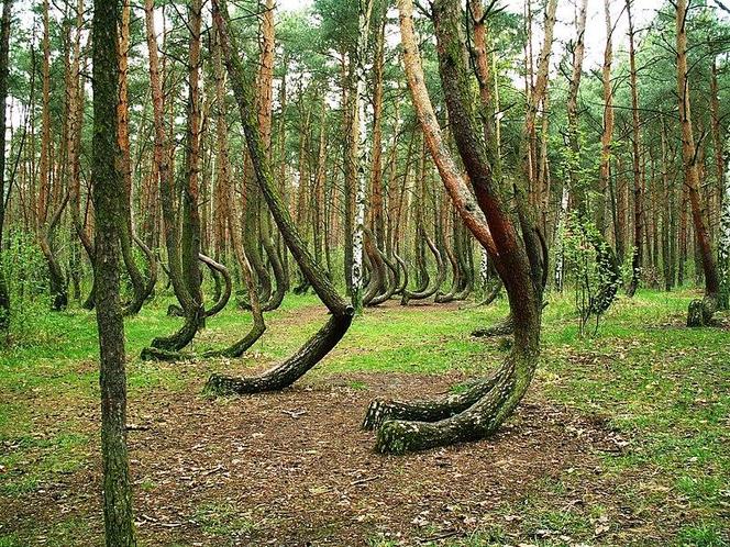 Krzywy las pod Gryfinem - zdjęcia. Jak powstał?