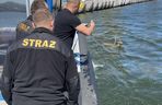 Jelonek wpadł do wody w Porcie Gdańsk. Uratowała go załoga Pioruna 