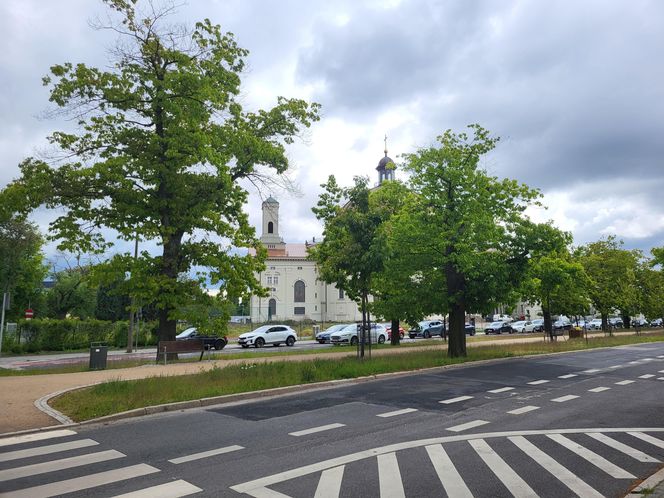 Aleja Dębowa w Bydgoszczy, czyli żywa historia wśród zieleni