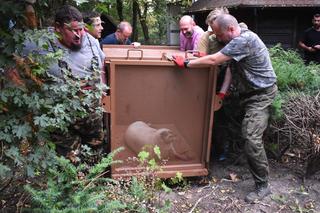 Do zoo w Płocku trafiła wyjątkowa rodzina fok. W Polsce gatunek jest pod ścisłą ochroną