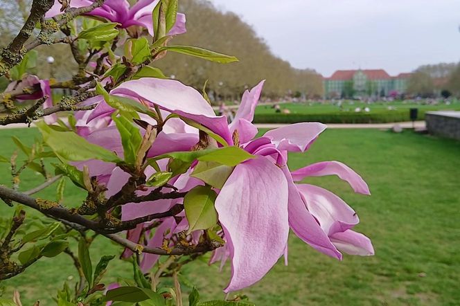 Magnolie w Szczecinie