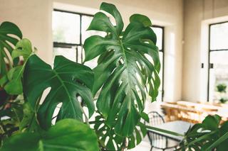 Monstera dziurawa (Monstera deliciosa) - jak o nią dbać. Co lubi a czego nie lubi monstera?