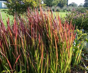 Imperata cylindryczna 'Red Baron'