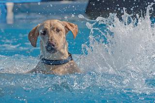 UTOPIŁ SIĘ RATUJĄC PSA