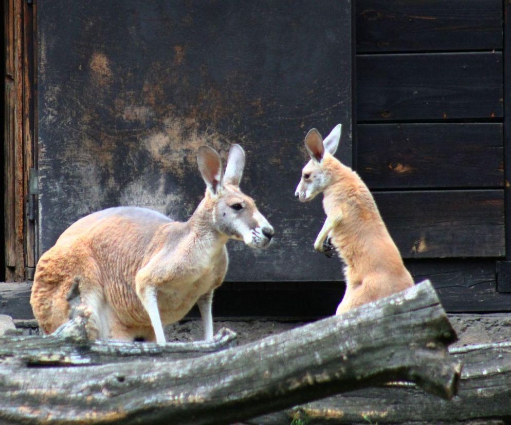 Mały kangur podbija serca w warszawskim ZOO! Wybierz imię dla uroczego malucha