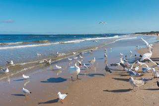 Najlepsze plaże w Polsce