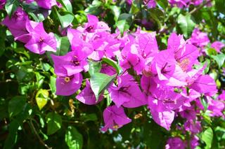 Usychająca Bougainvillea [Porada eksperta]