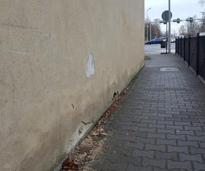 Z muru zabytkowego lapidarium w Lesznie znów odpada tynk
