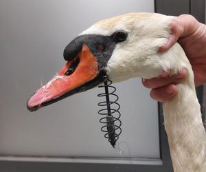 Śmierć w żyłce. Warszawskie ptaki giną przez śmieci wędkarzy.