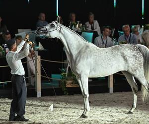 Porażka Pride of Poland 2024? Zyski są zdecydowanie niższe niż rok temu