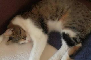 Koty czekają na adopcję