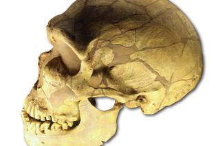 Ciekawe odkrycie naukowców. Sprawdź, czy masz nos neandertalczyka!