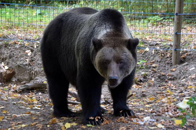 Niedźwiedzica Wojtusia z Zoo w Poznaniu