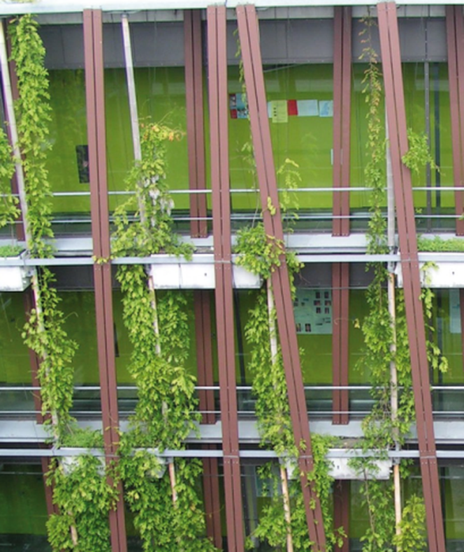 zielona fasada 