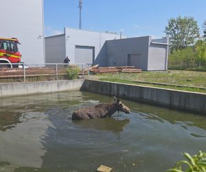 Biedne zwierzę zostało uwięzione w wodzie po kolana