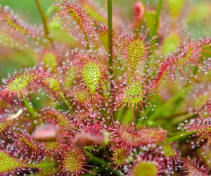 Rosiczka - Drosera