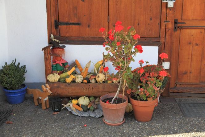 Pelargonie jesienią