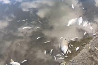 Tysiące śniętych ryb w Wiśle. To ekologiczna katastrofa? Jaka jest przyczyna? [WIDEO]
