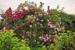 Najmocniej pachnące róże pnące - te odmiany oczarują was zapachem!