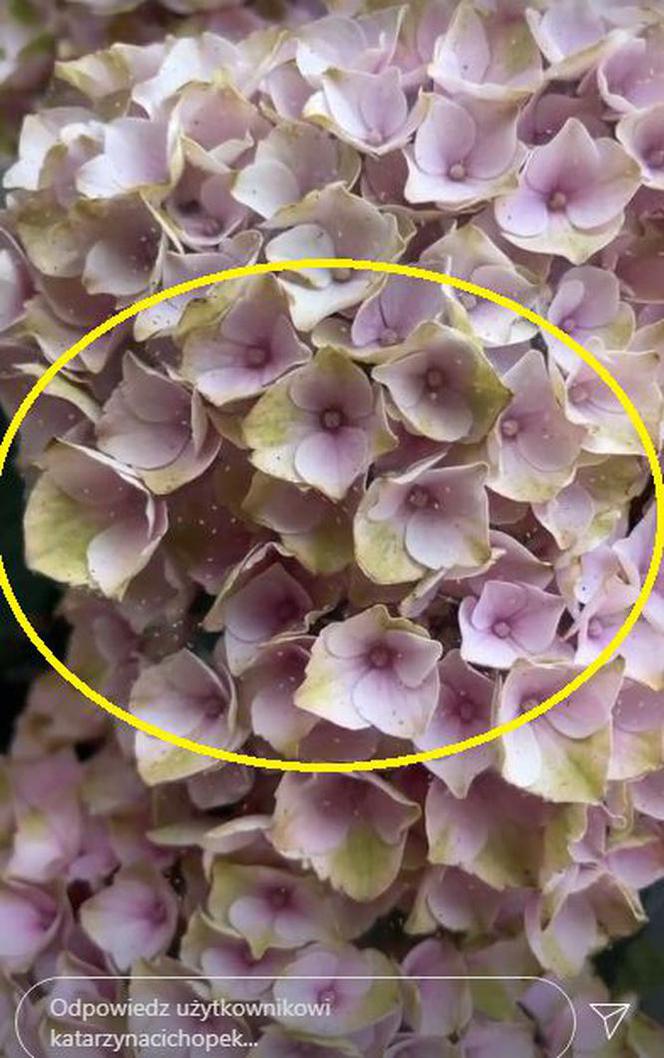 M jak miłość: kwiatki Katarzyny Cichopek zjedzone przez przędziorka