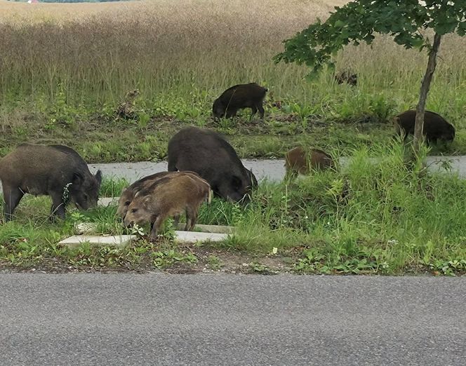 Dziki na trasie pod Olsztynem