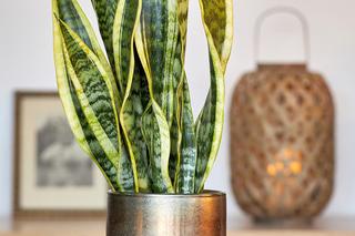 Rośliny najbardziej odporne na szkodniki