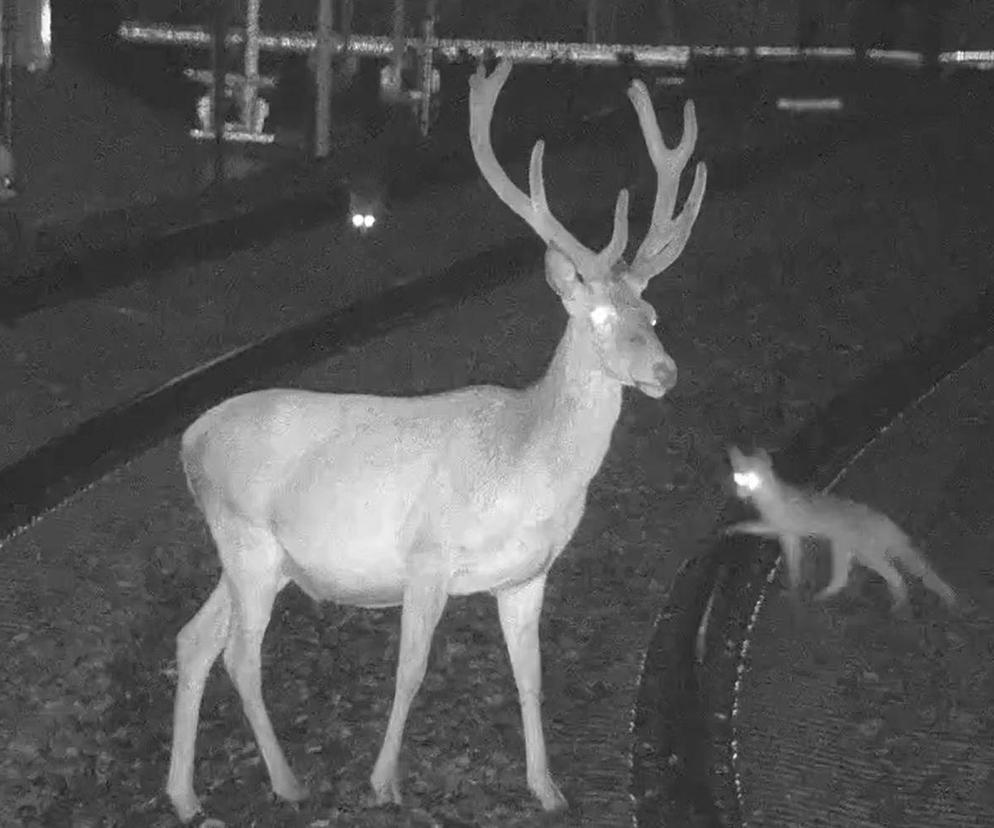 „Dzikie zgromadzenie” na torach. Leśni przybysze gwiazdami kolejowego monitoringu 