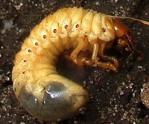 Oprysk na pędraki po posadzeniu roślin? [Porada eksperta]