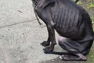 Pies przywiązany do płotu konał przez kilka dni. Została tylko skóra i kości