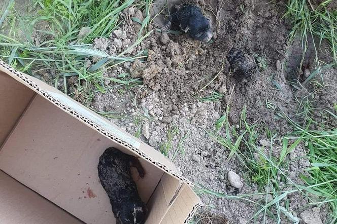 Psy żywcem zakopane w ziemi. Jeden ze szczeniaków zdechł