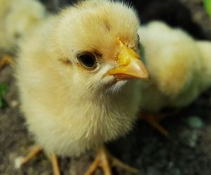 Dramat tysięcy piskląt. 4 tysiące padły w ciężarówce pocztowej. Bez jedzenia, wody, ciepła