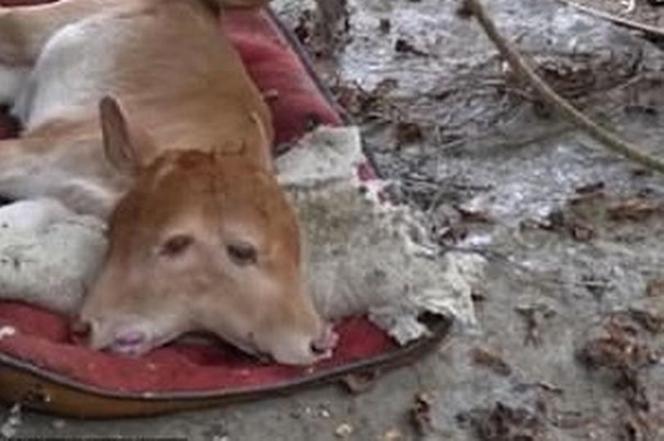 Cielę z dwiema głowami