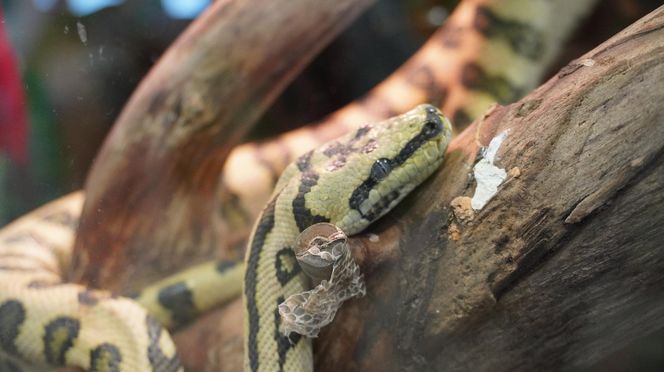 ZOOPARK w Lublinie. „Postawiliśmy na polski las. Chcemy promować nasze zwierzątka”